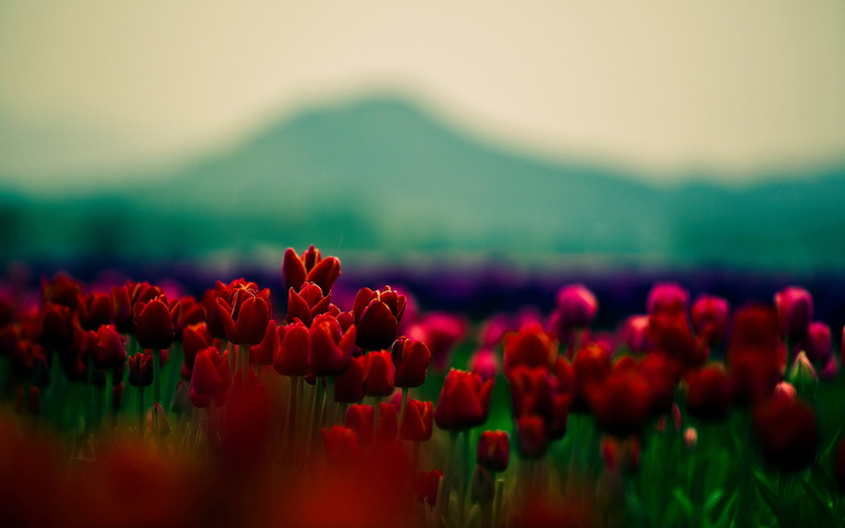 red_buds_flowers-wide2.jpg